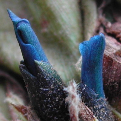 Puya dasylirioides