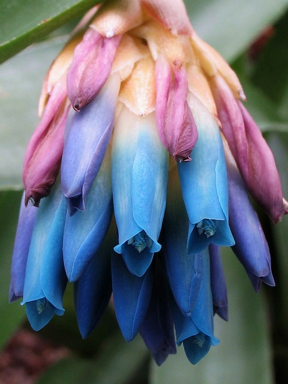 Quesnelia seideliana