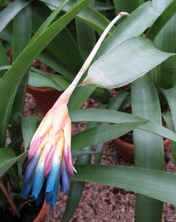 Quesnelia seideliana