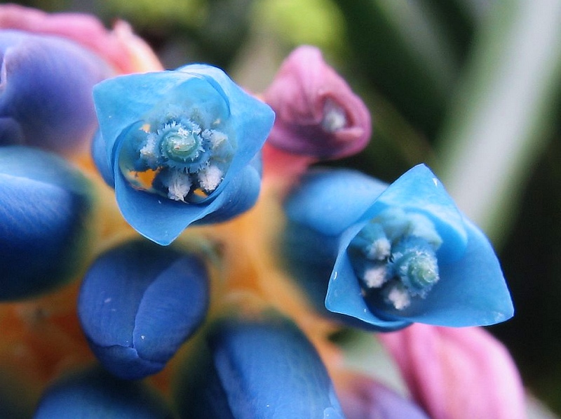 Quesnelia seideliana