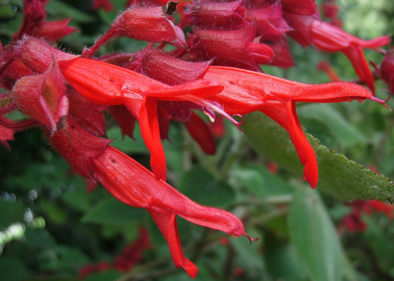 Salvia libanensis