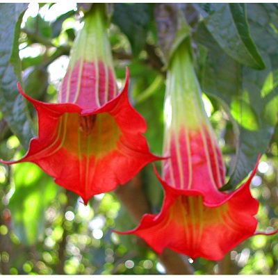 Brugmansia sanguinea - The Red Brugmansia