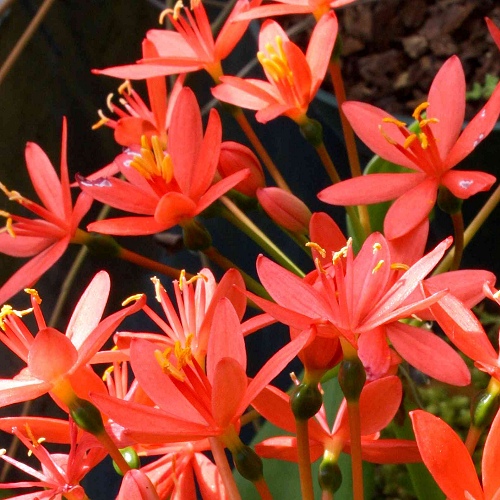 Scadoxus pole-evansii