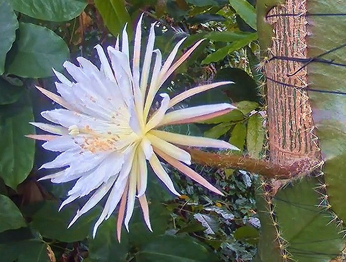 Strophocactus wittii (Selenicereus wittii) - Amazon Moonflower