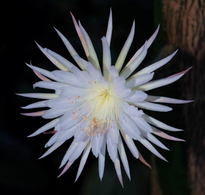 Strophocactus wittii (Selenicereus wittii) - Amazon Moonflower