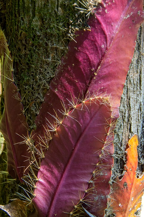 Strophocactus wittii (Selenicereus wittii) - Amazon Moonflower