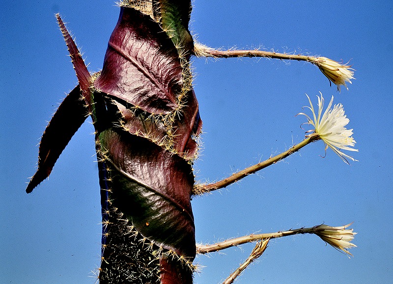 Strophocactus wittii (Selenicereus wittii) - Amazon Moonflower