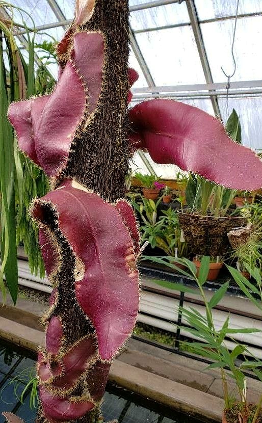 Strophocactus wittii (Selenicereus wittii) - Amazon Moonflower