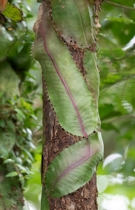 Strophocactus wittii (Selenicereus wittii) - Amazon Moonflower