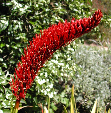 Pauvres chevaliers Lily 50 graines Xeronema Callistemon RARE NZ plante SAME DAY DISPATCH 